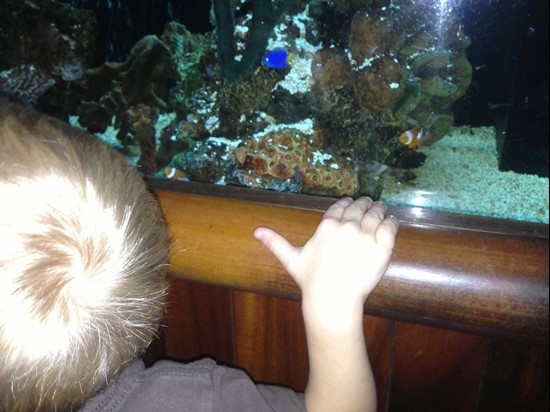 Carsen sees Nemo