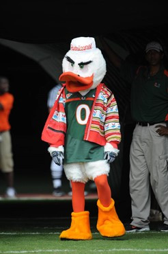 University of Miami mascot Sebastian the Ibis leads the team on the field in a game against the Deamon Deacons of Wake Forest at Dolphin Stadium on...