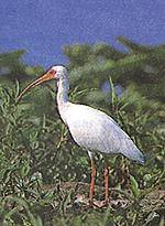 The Tradition Of The Ibis