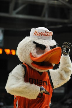 Sebastian the Ibis and Fans cheer for The University of Miami Hurricanes as they played host to the Maryland Terrapins at the BankUnited Center on...