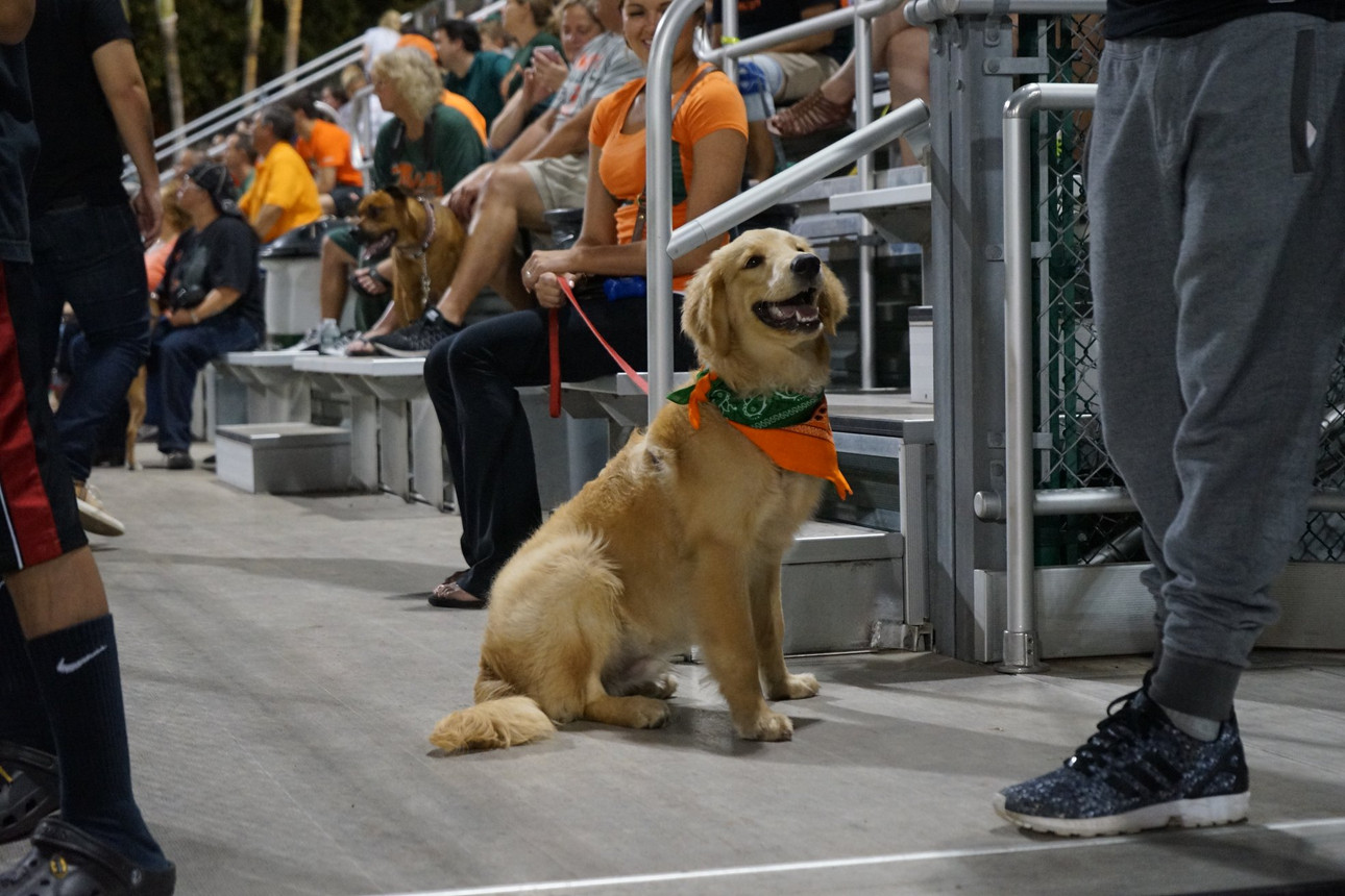 Bark In The Park At The University of Miami - Miami Pet Concierge