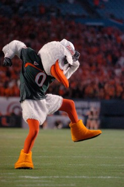 University of Miami mascot Sebastian the Ibis leads fans to chant &acirc;?oeC-A-N-E-S&acirc;?? in a game against the Virginia Tech Hokies at Dolphin...