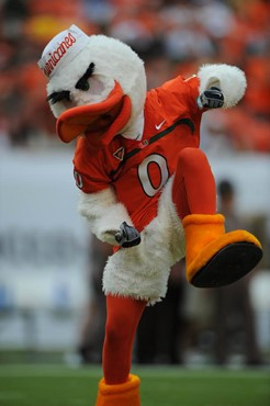 University of Miami Hurricane Sebastian the Ibis in a game against the University of Central Florida Knights at Dolphin Stadium on October 11, 2008. ...